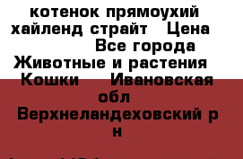 котенок прямоухий  хайленд страйт › Цена ­ 10 000 - Все города Животные и растения » Кошки   . Ивановская обл.,Верхнеландеховский р-н